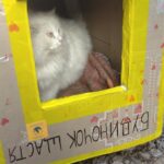 care for homeless animals on the streets