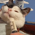 medical care for sick animals in the shelter-2