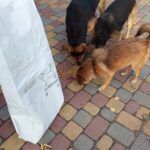 providing food for homeless animals on the streets -2