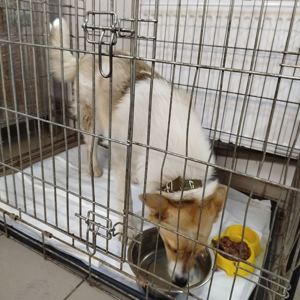 providing treatment for homeless animals in clinics-1