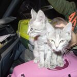 taking sick animals from the front and from the streets to the shelter-2