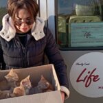taking sick animals from the front and from the streets to the shelter-4